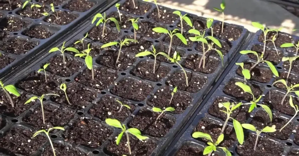 Young tomato seedlings growing in seedling trays filled with potting mix before transplanting.