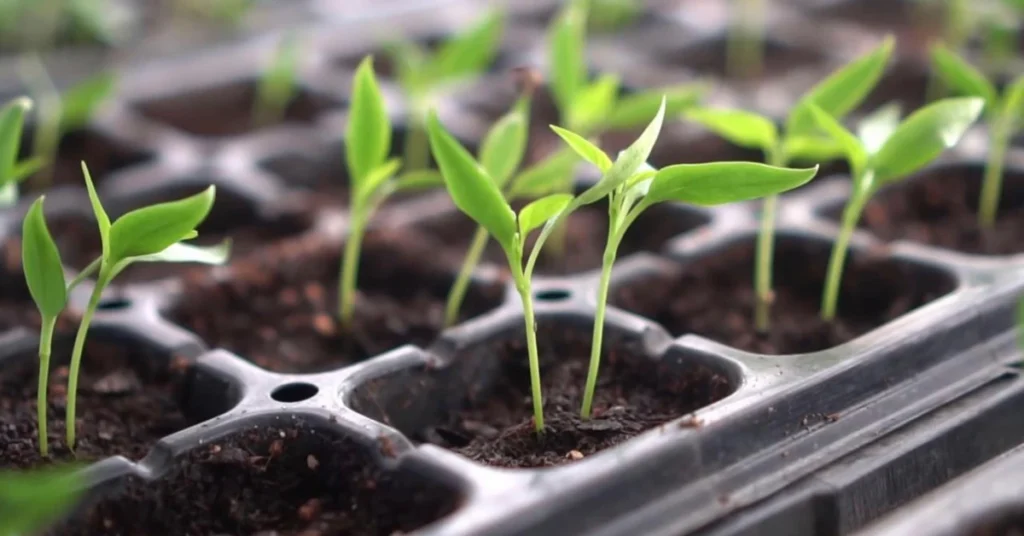 Young green seedlings growing uniformly in a tray, showing how to identify good quality seeds.