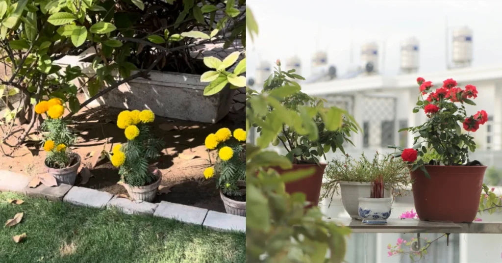 Potted yellow marigolds and blooming red roses in an Indian terrace garden container setup, showing how to revive container pots when plants stop growing in July.