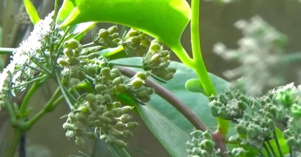 Close-up of small green ajwain or carom seed clusters and tiny white flowers growing on a plant stem.