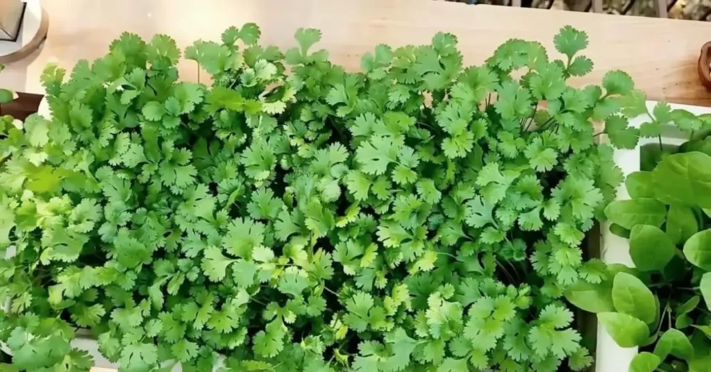 A wide, shallow rectangular container densely filled with fresh, bright green coriander or dhania leaves.
