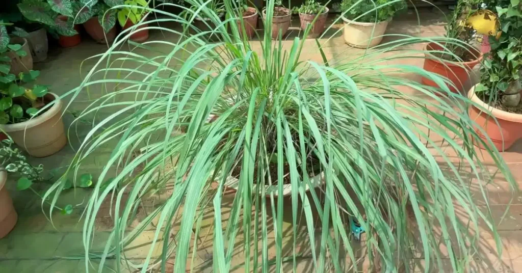 A large, bushy clump of green lemongrass blades growing in a wide pot on a sunny balcony garden.