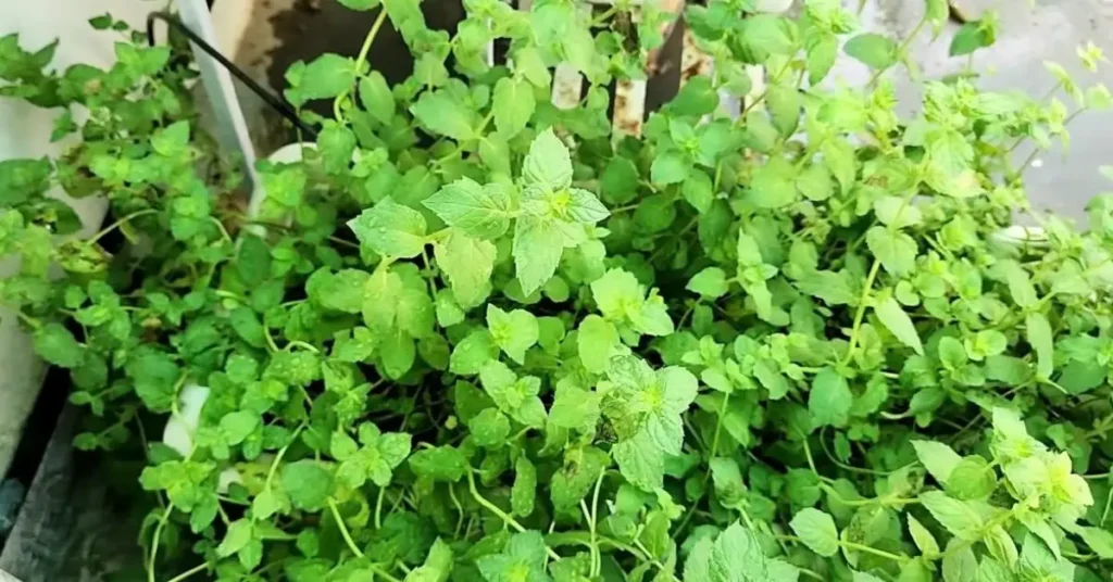 A lush and dense pot of green Pudina or mint leaves growing horizontally on an indoor balcony.