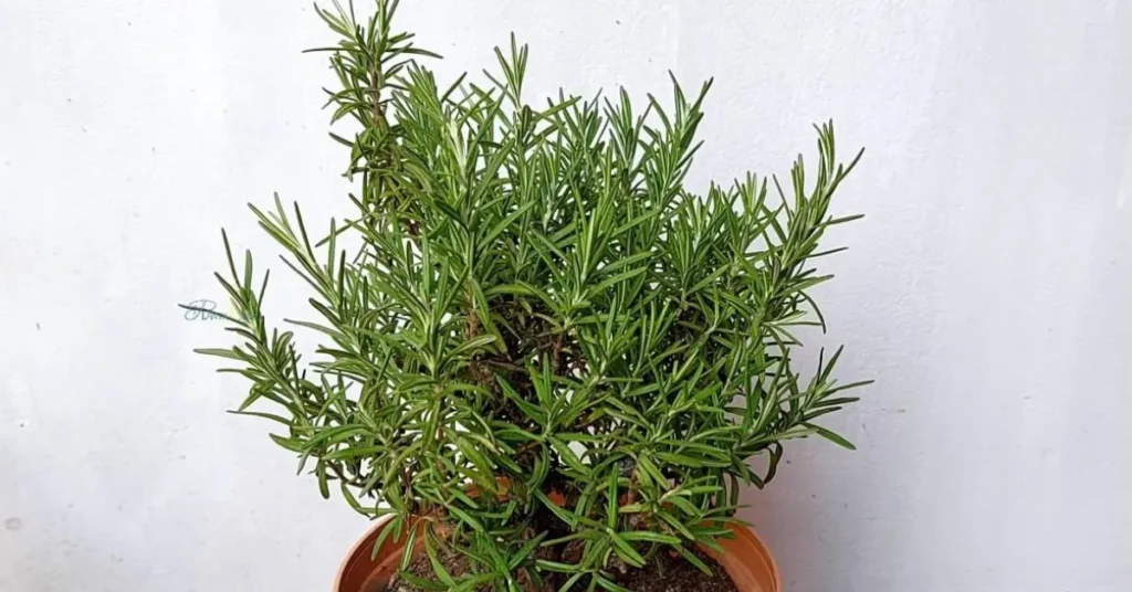 A vibrant, bushy potted rosemary plant with healthy needle-like green leaves against a plain white wall.