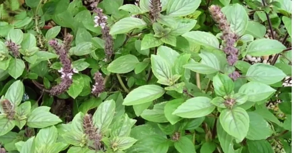 A thriving indoor Tulsi or Holy Basil plant showing healthy green leaves and purple flower stalks.