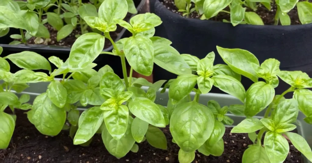 Lush, thriving green basil plants growing successfully indoors, demonstrating a working kitchen counter hydroponics environment setup.