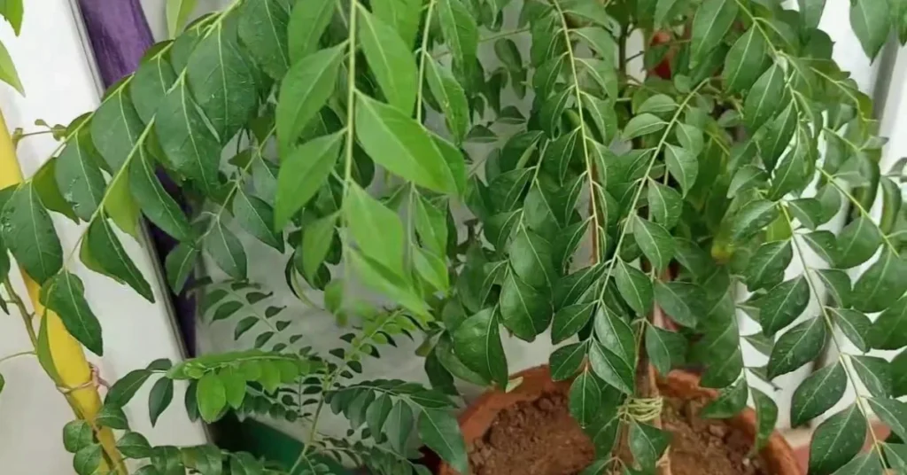 A vibrant, bushy Curry Patta or curry leaf plant with dense green foliage growing in a terracotta pot.