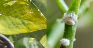 Close-up of white, cottony mealybugs on money plant leaves and stems.