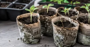 Seedlings growing in moldy newspaper seed pots showing fuzzy fungal growth around the base.
