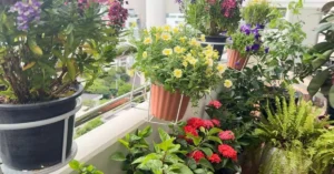 A lush, vibrant balcony garden with potted plants arranged on elevated stands to prevent Root Rot in Monsoon. The setup shows various flowering and green plants, like ferns and yellow petunias, raised off the ground to improve drainage and airflow during the rainy season.