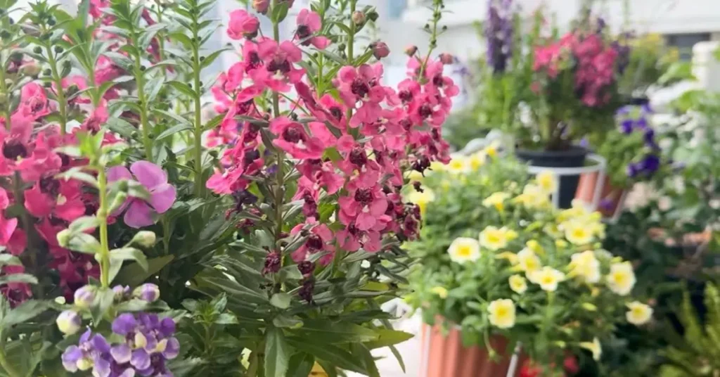 Close-up of pink Angelonia flowers in a well-draining monsoon balcony garden.