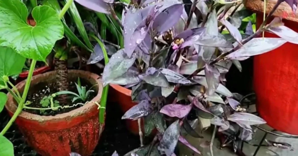 Wet purple heart plant in a terracotta pot during heavy monsoon rain.