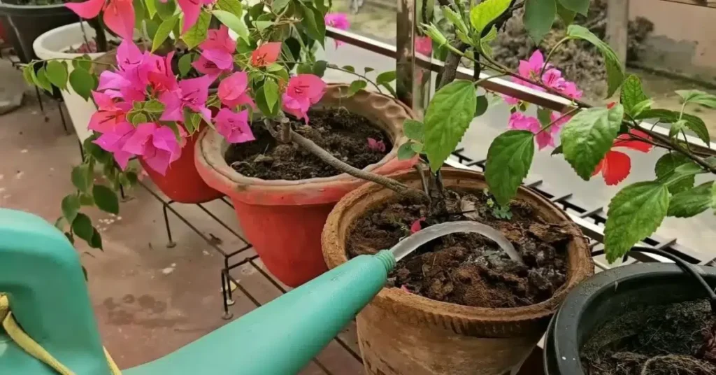 Close-up of a teal watering can watering vibrant pink bougainvillea and hibiscus plants in terracotta pots on a balcony.