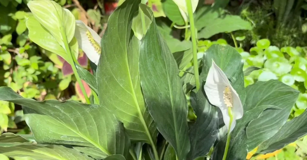 A close-up of a blooming Peace Lily plant showing green leaves and white flowers in an outdoor garden setting.