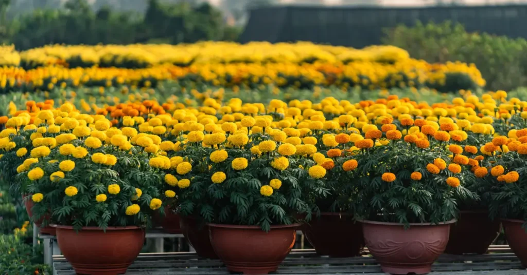 Rows of blooming yellow and orange marigold flowers growing in pots.