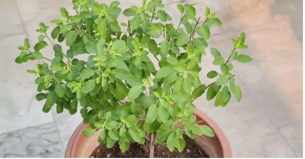 A fresh green tulsi plant growing in a terracotta pot on an outdoor floor.