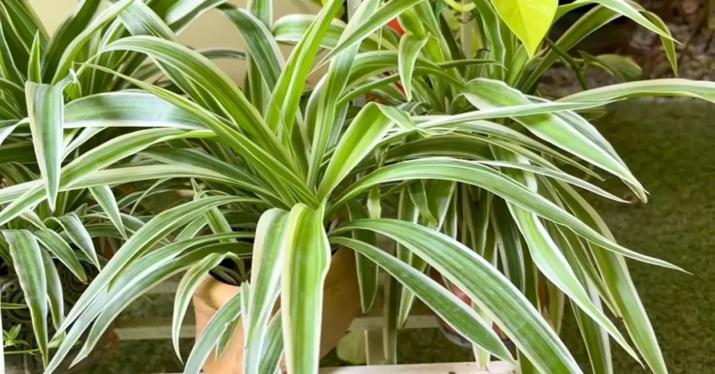 A vibrant variegated spider plant with green and white striped leaves potted in a terracotta pot outdoors.