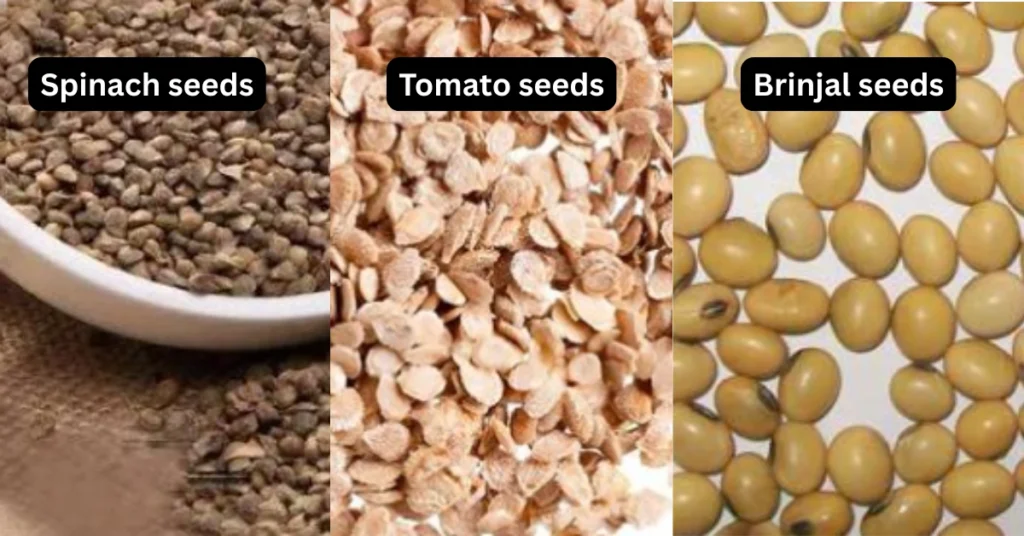 A side-by-side comparison of three vegetable seed types showing dark spinach seeds, pale tan tomato seeds, and uniform yellowish-tan brinjal seeds.
