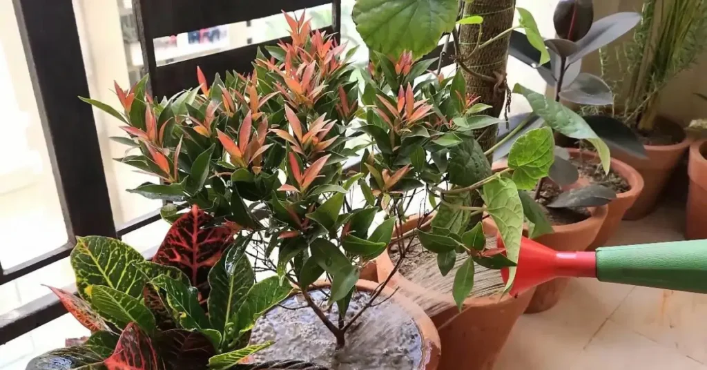 A close-up view of watering a potted plant on a residential balcony, demonstrating proper maintenance techniques for hard water balcony gardening.