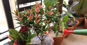A close-up view of watering a potted plant on a residential balcony, demonstrating proper maintenance techniques for hard water balcony gardening.