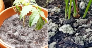 White fungus on soil inside a terracotta plant pot during the monsoon season, showcasing the typical powdery cobweb-like growth across the topsoil.