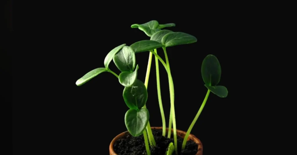Close-up of healthy green seedlings growing in a pot after successful seed germination against a black background.